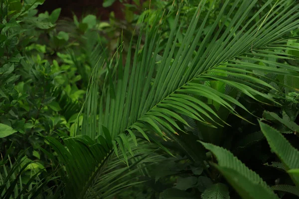 緑のココナッツの葉の背景 — ストック写真