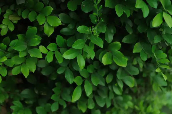 Grüne Blätter Hintergrund Oder Die Natürliche Textur Der Wände Ideal — Stockfoto