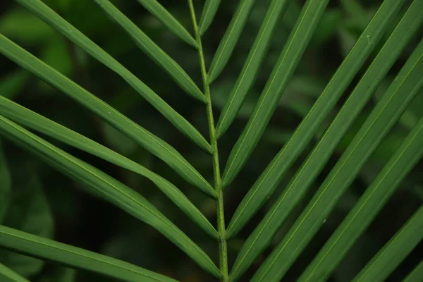 Drzewo Palmowe Liść Bliski Tło — Zdjęcie stockowe