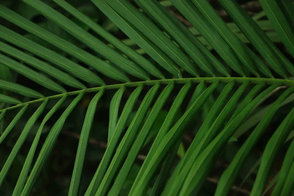 Kokosowe Drzewo Liść Zbliżenie Tropikalnym Lesie — Zdjęcie stockowe