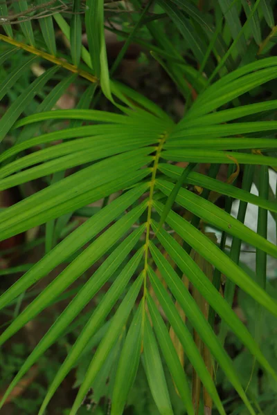 Tropikalne Liście Palmy Kwiatowy Wzór Tła Prawdziwe Zdjęcie — Zdjęcie stockowe