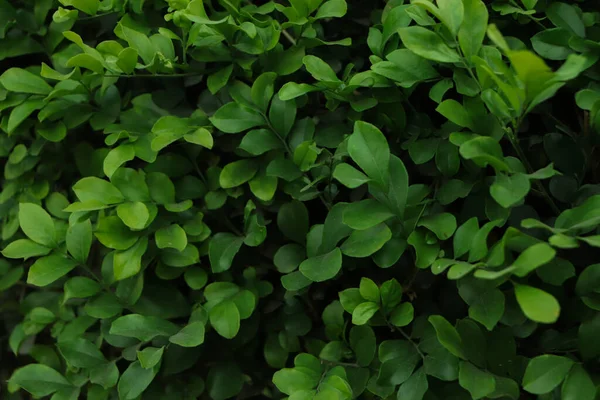 Grønn Bladbakgrunn Bærekraftig Naturlig Bakgrunn – stockfoto