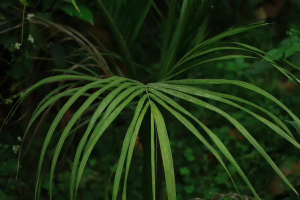ココナッツの葉の暗緑色の背景 — ストック写真