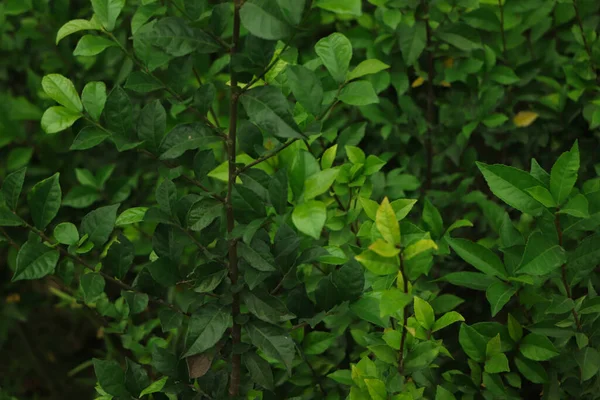 緑の葉の壁のテクスチャの背景 — ストック写真