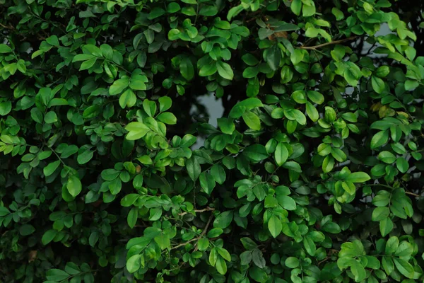 Grüne Blätter Muster Hintergrund Natürlicher Hintergrund Und Tapete — Stockfoto