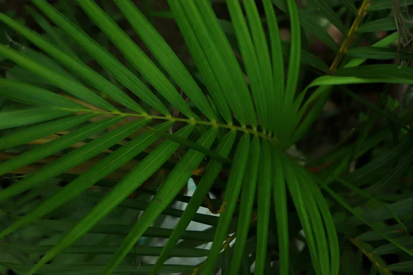 Tropikalne Liście Palmy Kwiatowy Wzór Tła Prawdziwe Zdjęcie — Zdjęcie stockowe