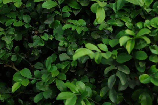 Grünes Blatt Hintergrund Auf Einem Tropischen Wald Wald Natur Hintergrund — Stockfoto