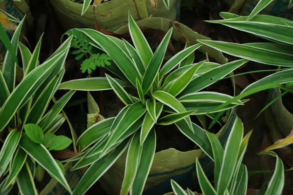 葉はSpathiphyllum Canifoliumの葉 抽象的な緑色のテクスチャ 自然背景 熱帯の葉 — ストック写真