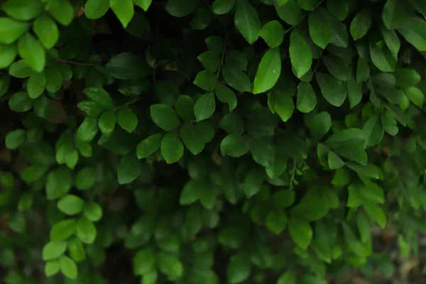 新鮮な緑の葉のテクスチャ背景 — ストック写真