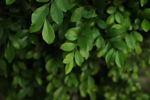 Fondo Hoja Verde Bosque —  Fotos de Stock