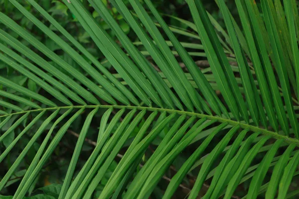 Tekstura Zielonego Liścia Kokosowego Lesie — Zdjęcie stockowe