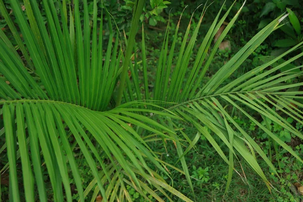 코코넛 잎으로 이루어진 — 스톡 사진