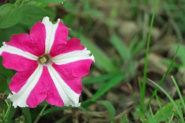 Вибірковий Фокус Рожевій Квітці Петунії Пробілом Копіювання — стокове фото