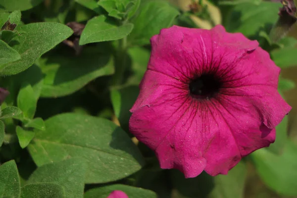Różowy Kwiat Petunii Przestrzenią Kopiowania Zielonym Tle — Zdjęcie stockowe