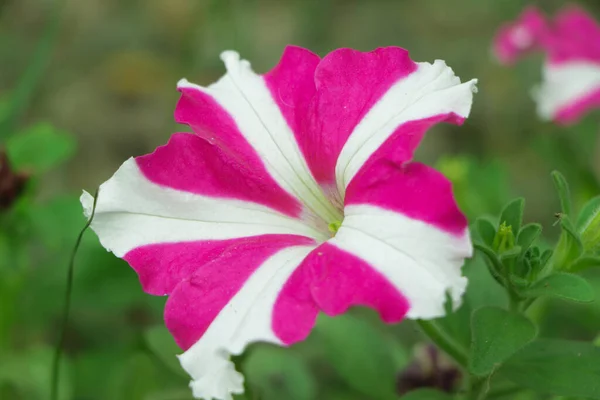 Petunia Blomma Trädgården — Stockfoto