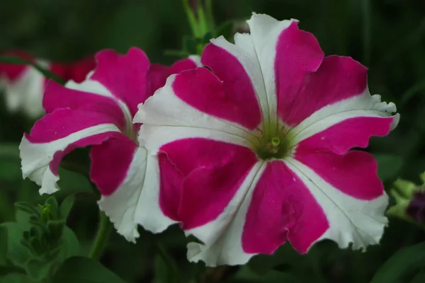 Primo Piano Fiori Colore Rosa Bianco Petunie Luglio — Foto Stock