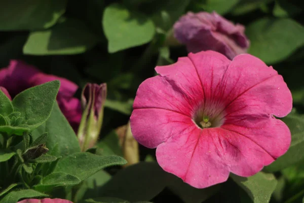 Selektivt Fokus Petunia Blomma Med Kopieringsutrymme — Stockfoto