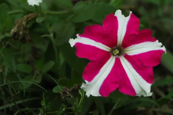 Nahaufnahme Roter Und Weißer Blüten Von Petunien Juli — Stockfoto