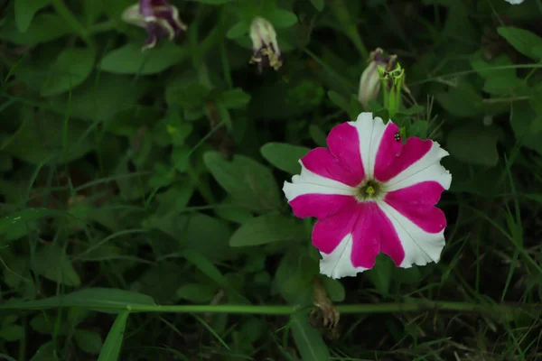 Fotokopi Alanı Olan Bahçedeki Petunya Çiçeğine Odaklan — Stok fotoğraf