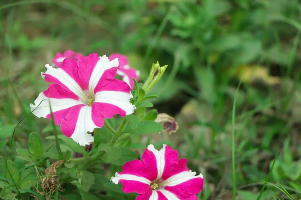 Star Petunia Bloom Garden — Stock Photo, Image
