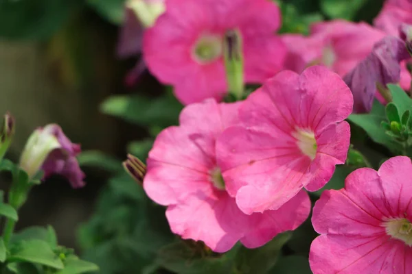 Розовый Цветок Петунии Копировальным Пространством — стоковое фото