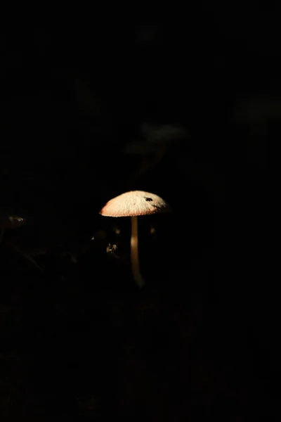 Small White Mushroom Dark Black Background — Stock Photo, Image