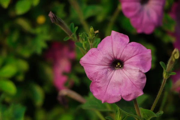 Рожева Квітка Петунії Копією Простору — стокове фото