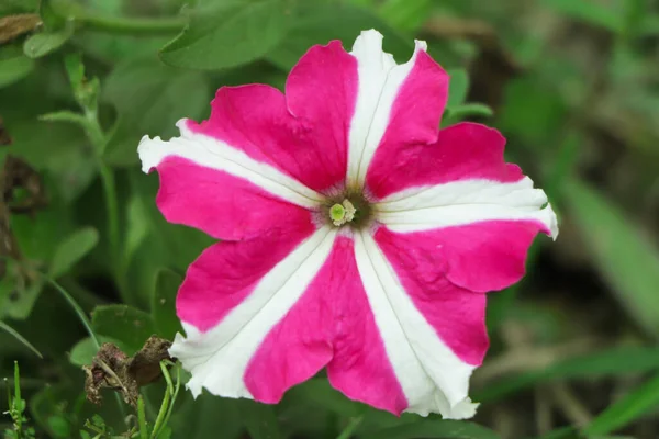 Petunia Flor Que Florece Jardín — Foto de Stock