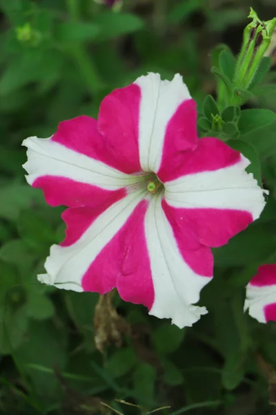 Selektivt Fokus Rosa Stjärna Petunia Blomma Med Kopia Utrymme — Stockfoto