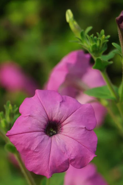 Zbliżenie Różowego Kwiatu Petunii Selektywną Ostrością Przestrzenią Kopiowania — Zdjęcie stockowe