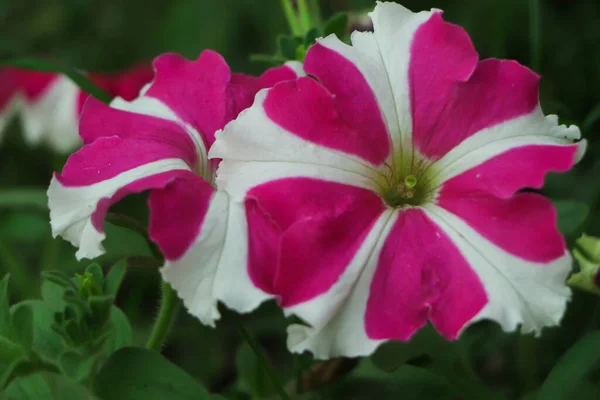 Närbild Stjärna Petunia Blomma Med Kopia Utrymme — Stockfoto