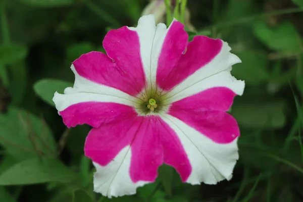 Λουλούδια Πετούνια Είναι Ροζ Και Λευκά Λουλούδι Κρεβάτι Στην Πόλη — Φωτογραφία Αρχείου