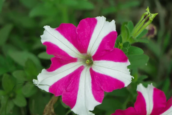 Enfoque Selectivo Petunia Rosa Floreciendo Jardín — Foto de Stock