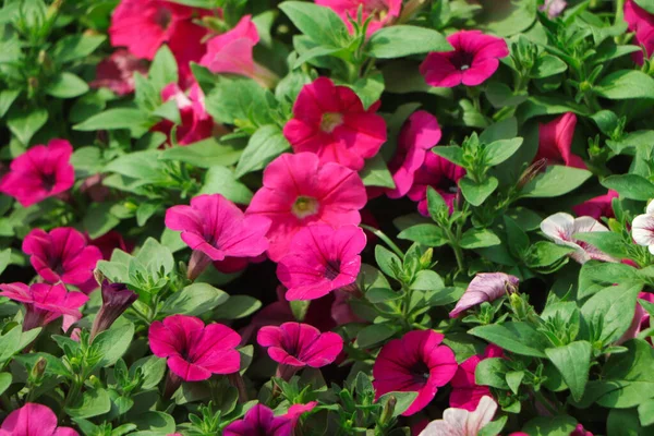 Фотография Природы Красивый Цветок Петунии Растение Petunia Цветок Цветущими Розовыми — стоковое фото