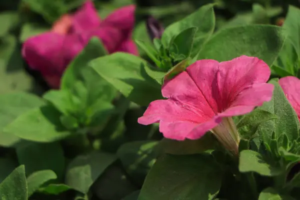 Fiore Petunia Rosa Con Spazio Copia — Foto Stock