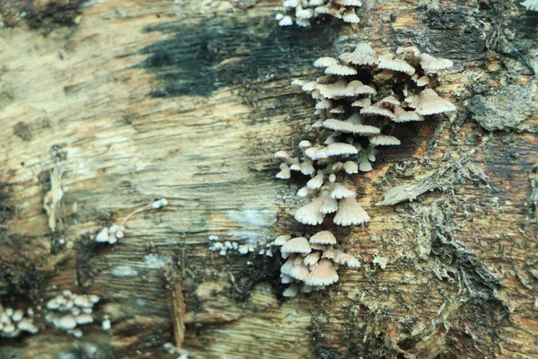 Colony Mushrooms Grows Rotten Wood Driftwood Forest Defocused Background Forest — Stock Photo, Image