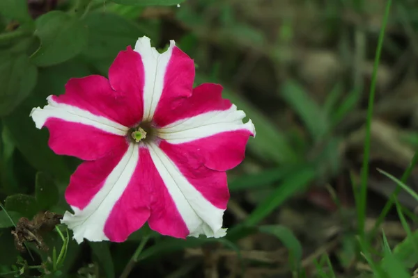 庭に咲く星ペチュニアの花 選択的焦点とコピースペース — ストック写真