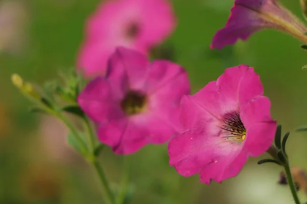 Bahçedeki Pembe Petunya Çiçeğinin Arka Planı — Stok fotoğraf
