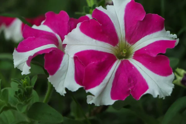 Flor Petunia Estrella Floreciendo Jardín —  Fotos de Stock