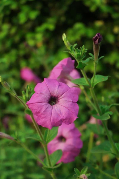 Bahçedeki Pembe Petunya Çiçeğine Odaklan — Stok fotoğraf