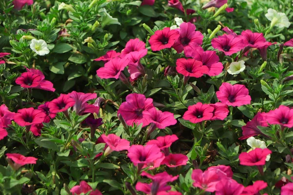 Bakgrund Rosa Petunia Blommor Sommaren — Stockfoto