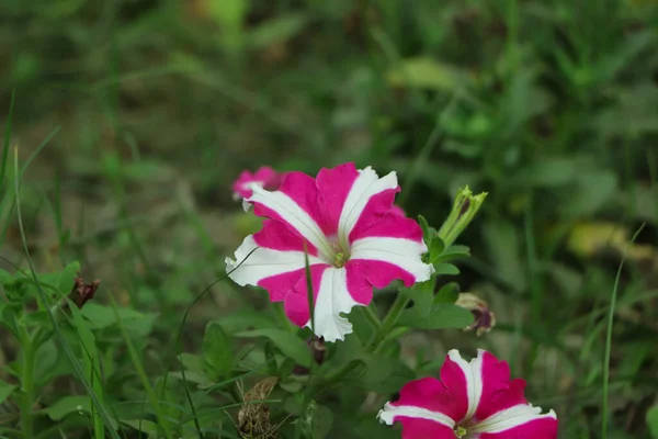 Star Petunia Flower Lot Copy Space — Stock Photo, Image