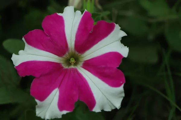 Επιλεκτική Εστίαση Στο Ροζ Λουλούδι Πετούνια Στον Κήπο — Φωτογραφία Αρχείου
