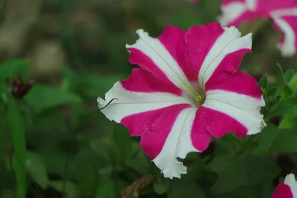 Pink Star Petunia Flower Blooming Garden — Stock Photo, Image