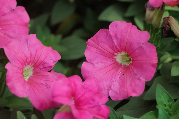 Rosa Petunia Blomma Blommar Trädgården — Stockfoto