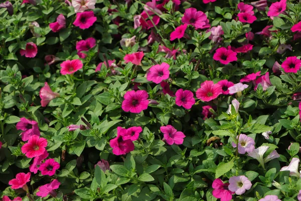 Photo of bright pink color petunia flowers close up, flowers background.