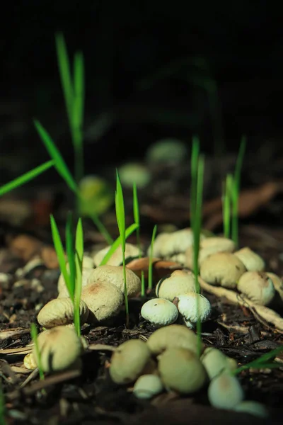 Floresta Mágica Negra Grupo Cogumelos Musgo Log Cogumelo Selvagem Marrom — Fotografia de Stock