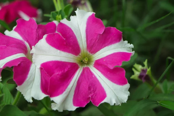 Rosa Och Vit Petunia Blomma Trädgården — Stockfoto
