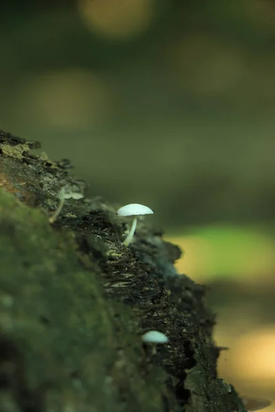 Pequeno Cogumelo Branco Crescendo Floresta — Fotografia de Stock