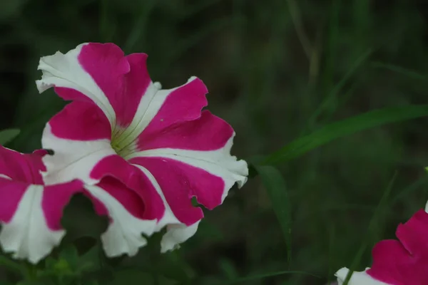 정원에 분홍빛별 페튜니아 — 스톡 사진